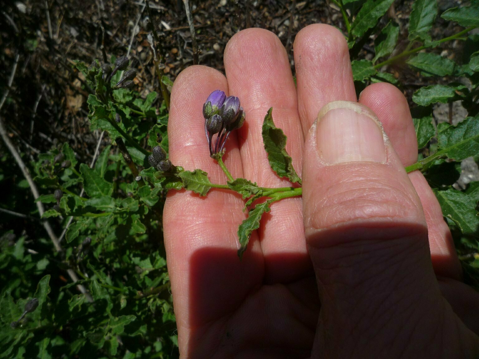 High Resolution Solanum umbelliferum Bud